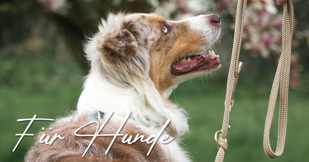 Kategoriebild Hunde
