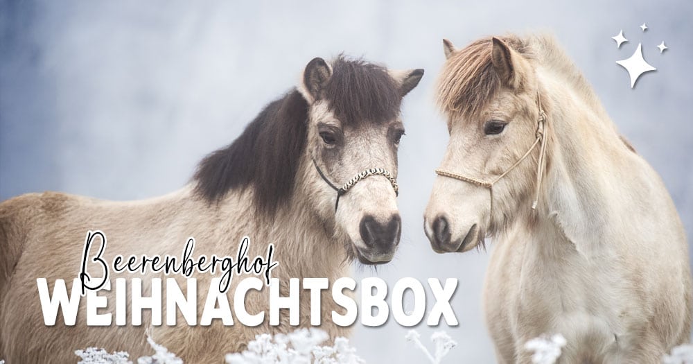 Weihnachtsbox Imagefoto